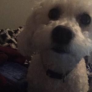 Meet your Posher, Peyton